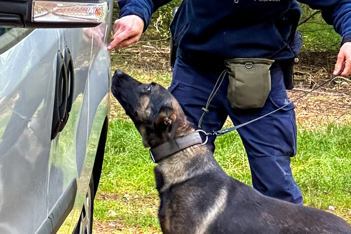 Atestacja policyjnych psów - Wiadomości Policja Śląska