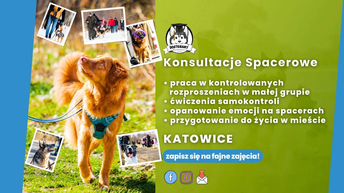 Grafika promocyjna wydarzenia Konsultacje spacerowe – Katowice: trening psów