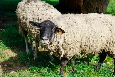 Owce wróciły do Katowic. Zielone tereny znów koszone bez hałasu