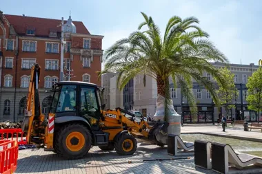 Katowickie palmy wróciły na Rynek. To znak, że sezon wszedł w pełnię