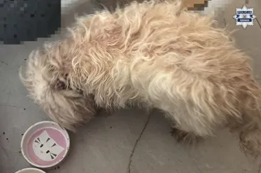 Za zamkniętymi drzwiami w Katowicach - dwa psy trafiły do schroniska