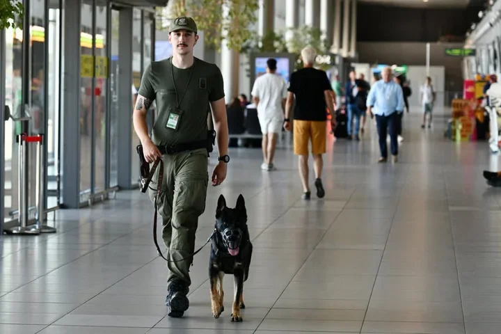 Funkcjonariusz służby z psem patrolowym przemierza halę lotniska wśród podróżnych.